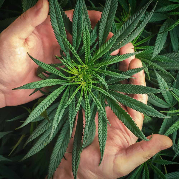 So nimmt der Körper die verschiedenen Cannabinoide auf